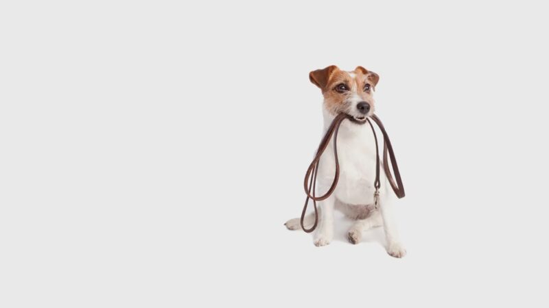 Paw Pickup - ,