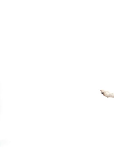 Paw Pickup - ,