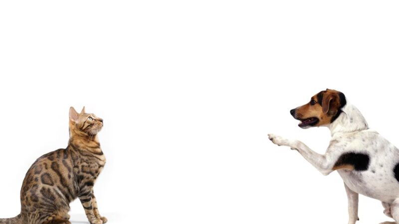 Paw Pickup - ,