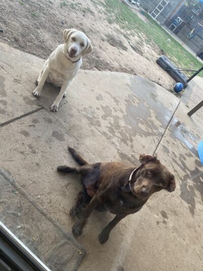 Paws of Permian, LLC - ,