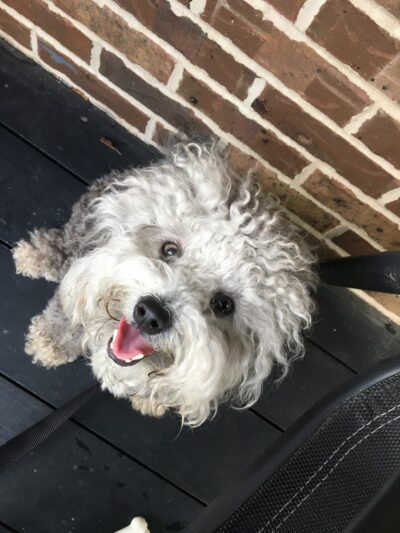 Paws Up Pet Care LLC - ,