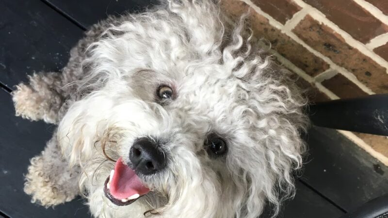 Paws Up Pet Care LLC - ,