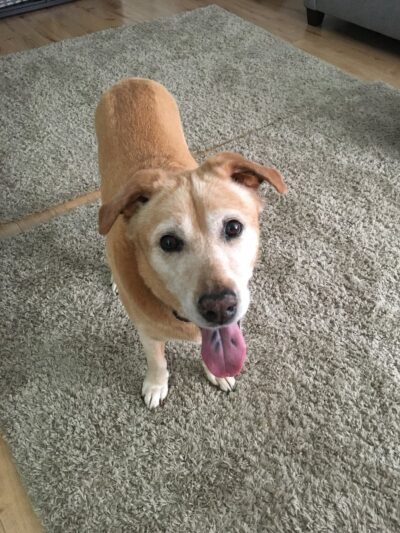Paws Up Pet Care LLC - ,