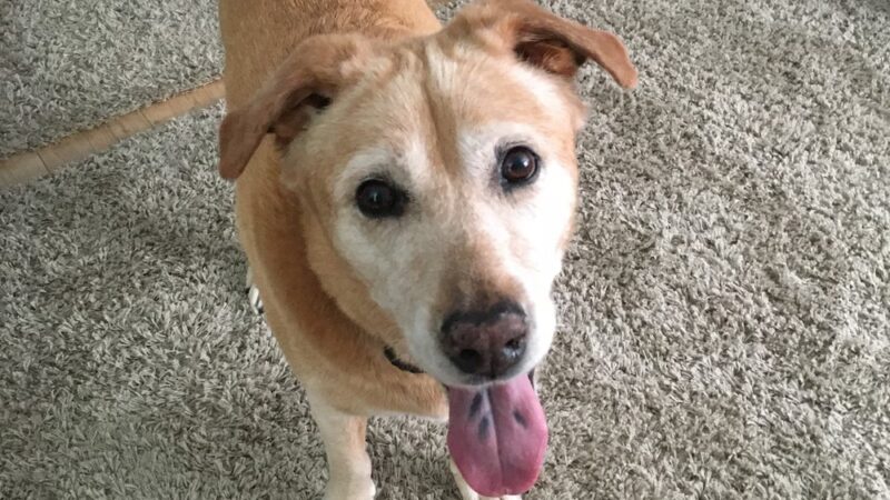 Paws Up Pet Care LLC - ,
