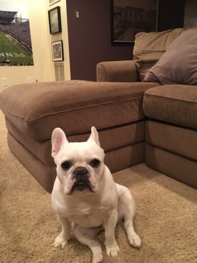 Paws Up Pet Care LLC - ,