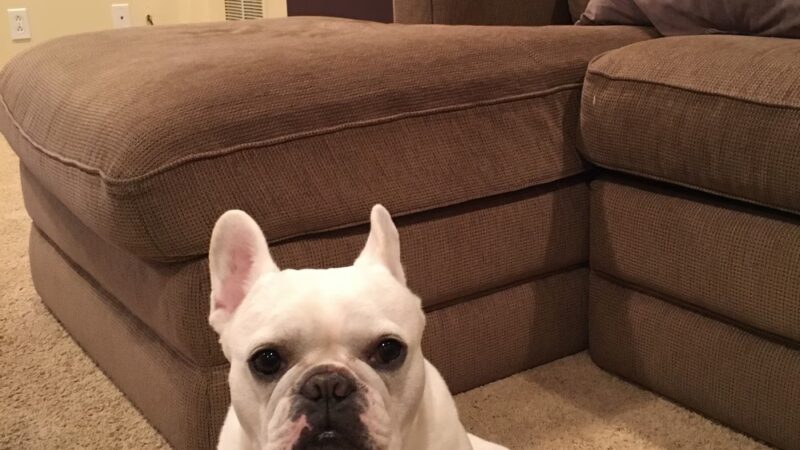 Paws Up Pet Care LLC - ,