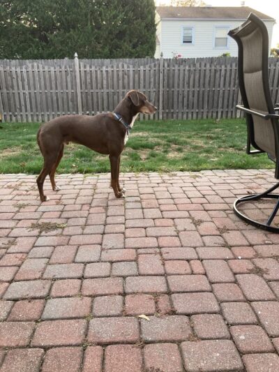 Paws Up Pet Care LLC - ,