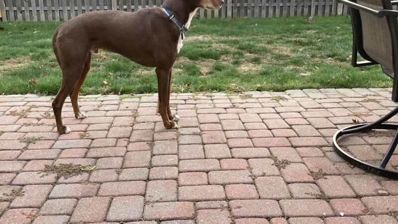 Paws Up Pet Care LLC - ,