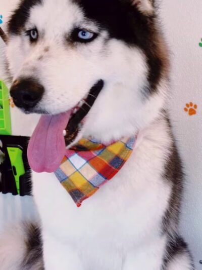 Pawsitive Love Dog - ,
