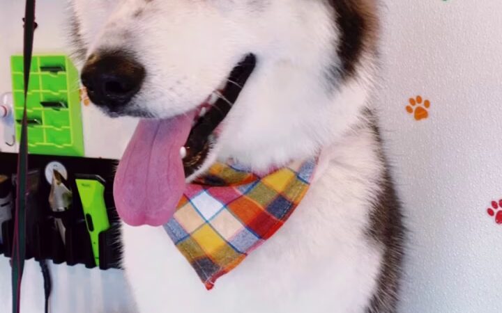 Pawsitive Love Dog - ,