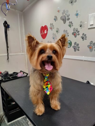 Pawsitive Love Dog - ,