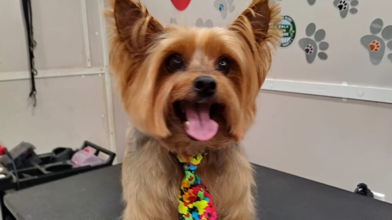Pawsitive Love Dog - ,