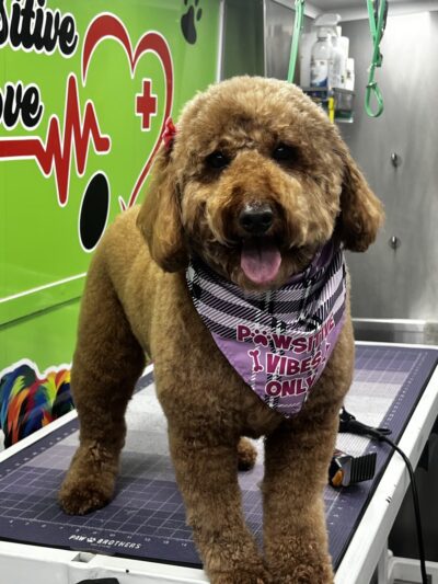 Pawsitive Love Dog - ,
