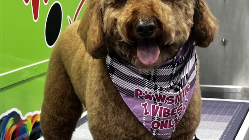 Pawsitive Love Dog - ,