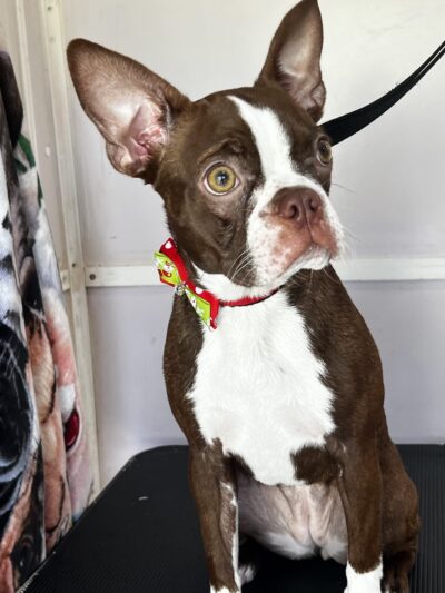 Pawsitive Love Dog - ,