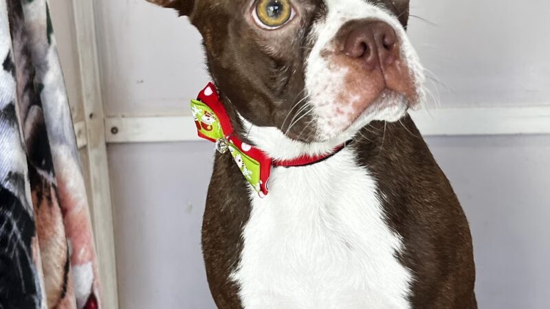 Pawsitive Love Dog - ,
