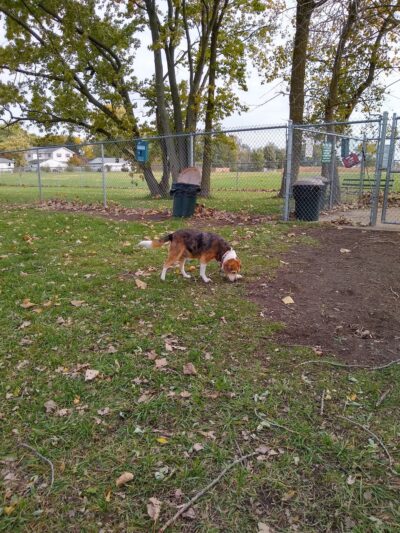 Paxton Park District - Paxton, IL