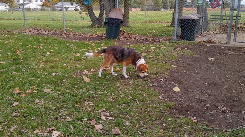 Paxton Park District - Paxton, IL