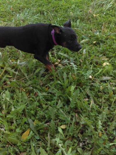 Paxton Park District - Paxton, IL