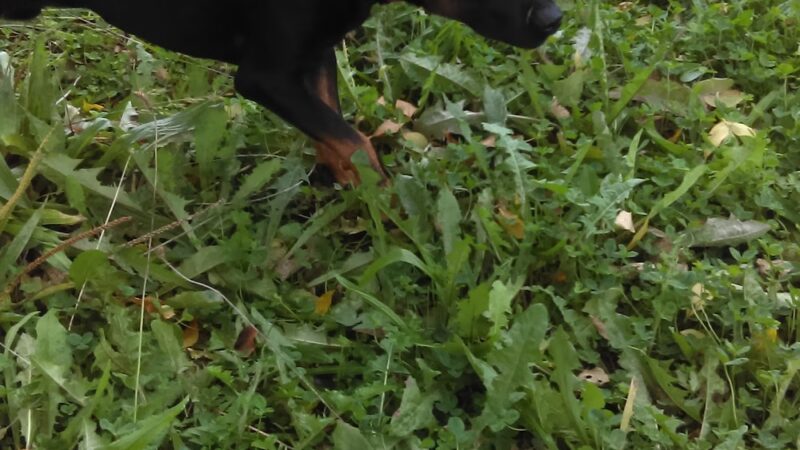 Paxton Park District - Paxton, IL