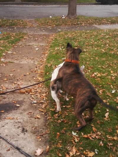 Paxton Park District - Paxton, IL