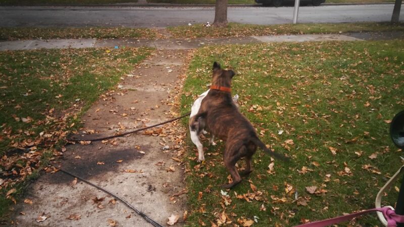 Paxton Park District - Paxton, IL