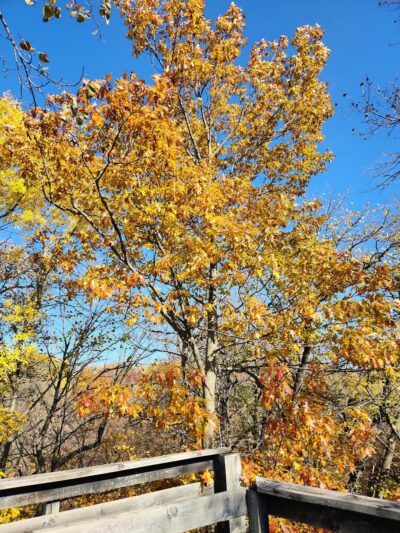 Veteran's Park - Paynesville, MN