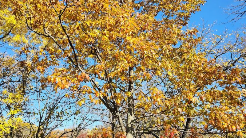 Veteran's Park - Paynesville, MN