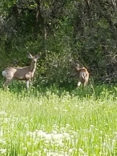 Payson City Bike Path - Payson, UT