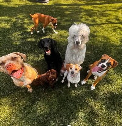 Brendle's Pet Resort - Pearcy, AR