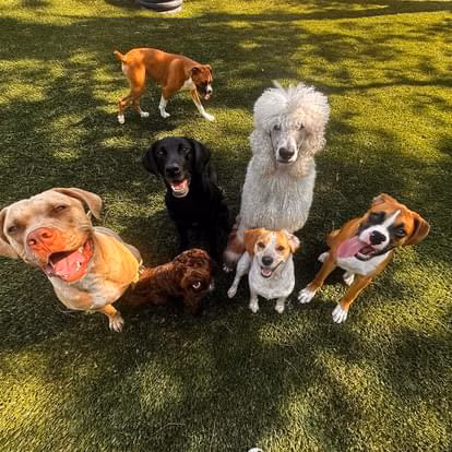 Brendle's Pet Resort - Pearcy, AR