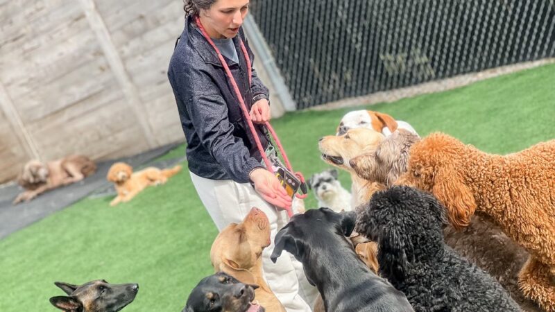 Brendle's Pet Resort - Pearcy, AR