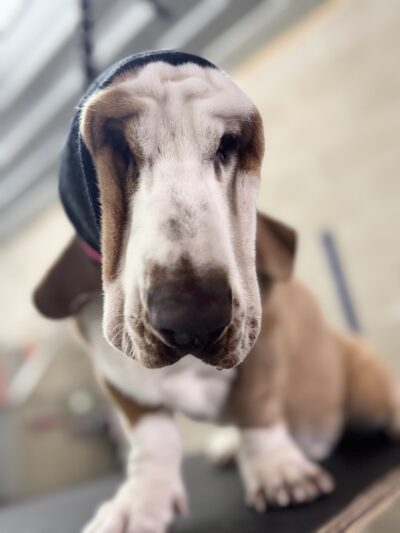 Brendle's Pet Resort - Pearcy, AR