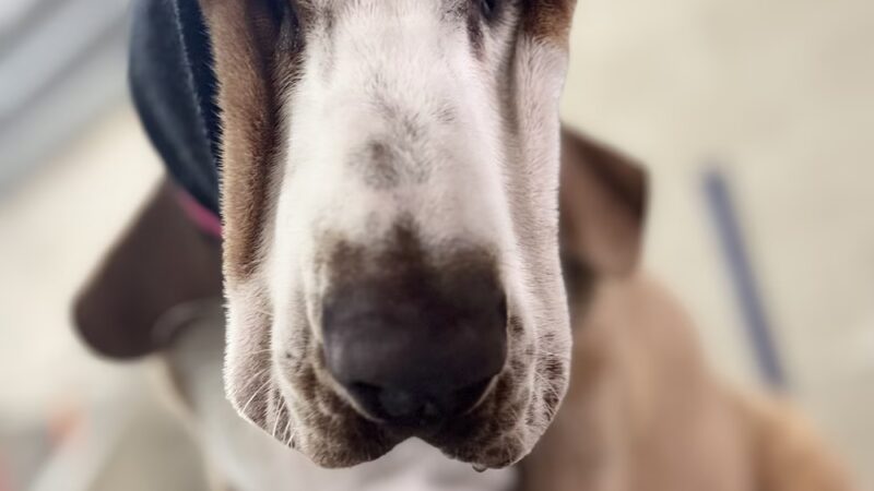 Brendle's Pet Resort - Pearcy, AR