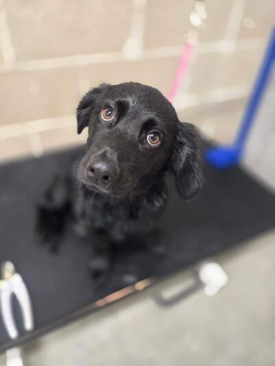 Brendle's Pet Resort - Pearcy, AR