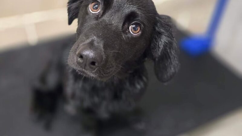 Brendle's Pet Resort - Pearcy, AR