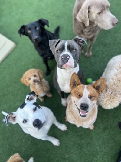 Brendle's Pet Resort - Pearcy, AR