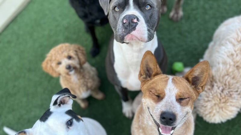 Brendle's Pet Resort - Pearcy, AR