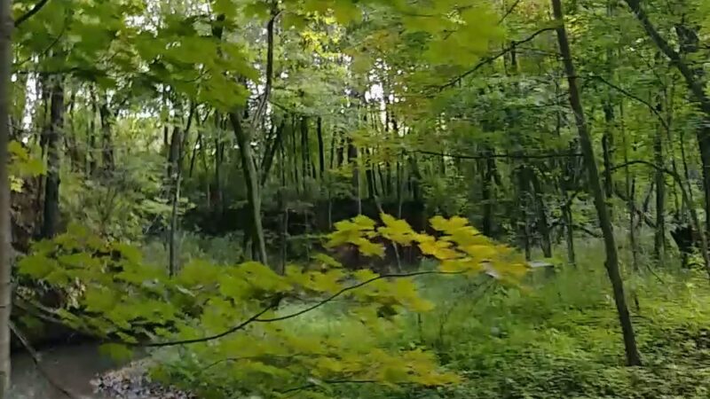 Pecatonica River Forest Preserve - Pecatonica, IL