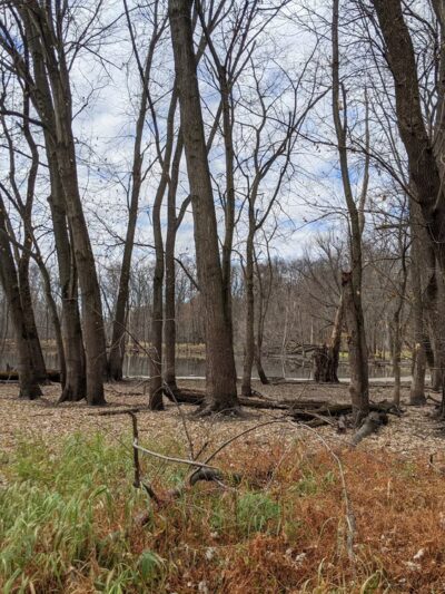 Pecatonica River Forest Preserve - Pecatonica, IL