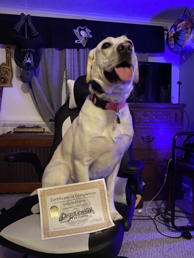 Off Leash K9 Training, Scranton - Peckville, PA