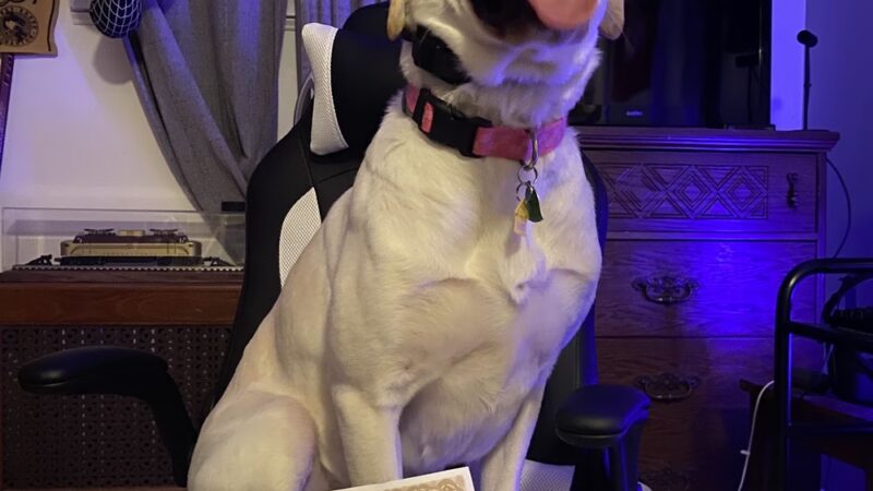 Off Leash K9 Training, Scranton - Peckville, PA