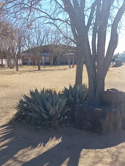 Maxey Bark Park - Pecos, TX