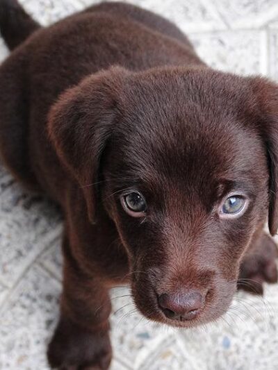 Paws on Fifth - Pelham, NY