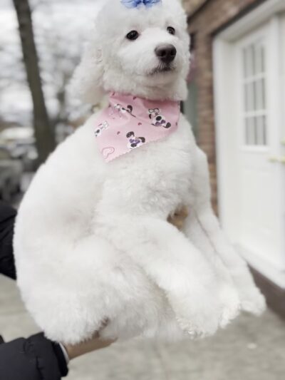 Paws on Fifth - Pelham, NY