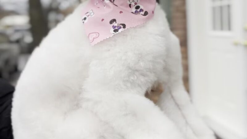 Paws on Fifth - Pelham, NY