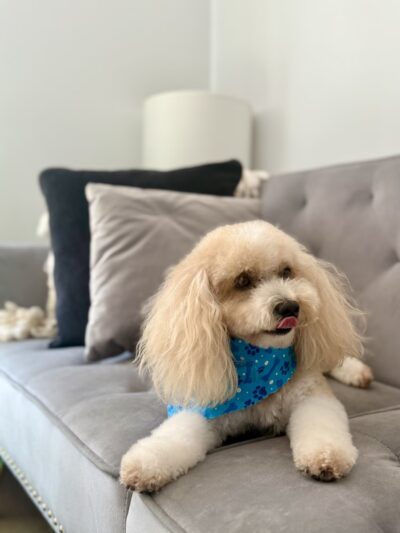 Paws on Fifth - Pelham, NY