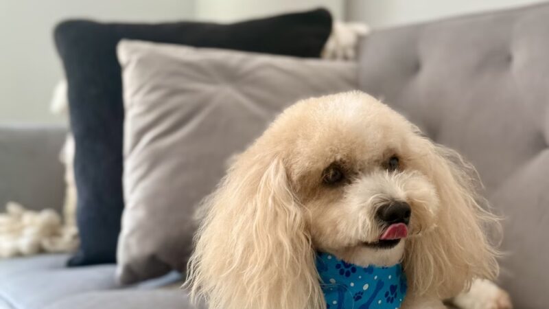 Paws on Fifth - Pelham, NY