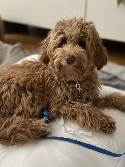 Paws on Fifth - Pelham, NY