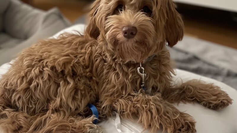 Paws on Fifth - Pelham, NY